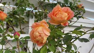 Lady of ShalottAusnyson English Climbing Rose Last fall blooms [upl. by Eliot]