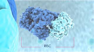 Biogenesis of miRNAs and mode of action [upl. by Bannister572]