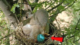 Baby cuckoo bird is trying to drop an egg birdswithme107 [upl. by Teuton]