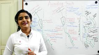 NEUROANATOMYTHE SPINAL CORDPART 8WHITE MATTERASCENDING TRACTSDR ROSE JOSE MD [upl. by Nonac]