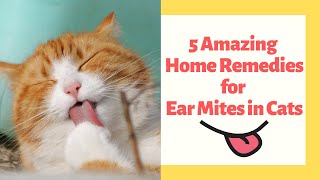 5 Amazing Home Remedies for Ear Mites in Cats [upl. by Copland]