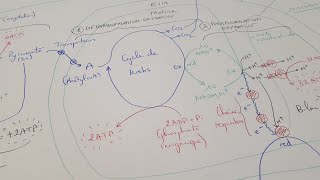 eSVT La production dATP par la fermentation et la respiration cellulaire [upl. by Hsak483]