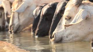 IBLI  opening up new frontiers for pastoralists in northern Kenya [upl. by Oterol568]