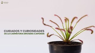 Cuidados y Curiosidades Planta Carnivora Drosera Capensis [upl. by Haiacim]