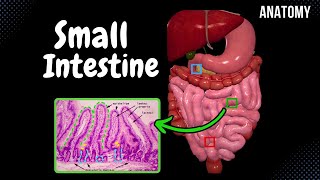 Small Intestine Anatomy Parts Topography Structures Layers [upl. by Joye]