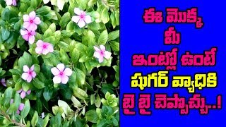 బిళ్ల గన్నేరుbilla ganneru for diabetesbilla ganneru useshealth tips [upl. by Yltneb]