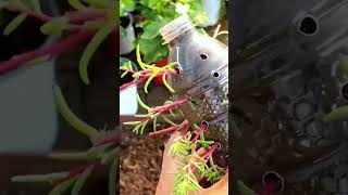 Recycle plastic bottle use for planting portulaca flower so beautiful portulaca bonsai garden [upl. by Levan]