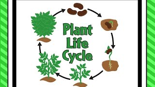 Life Cycle of a plant🏝🏜🎄Learning for Kids plantlifecycle growth educationalvideo kidslearning [upl. by Heath]