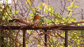 Rotkehlchen  Vogel des Jahres 2021  Überwintern in der Provence [upl. by Ardnuhsal2]