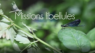 Missions libellules  où les trouver [upl. by Kampmeier692]