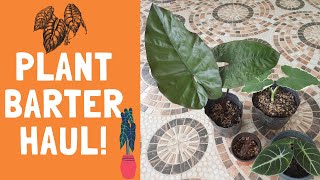 Plant Barter Haul  Alocasia plumbea Nigra Black Velvet Jewel Orchid Xanthosoma antrovirens [upl. by Ainatnas]