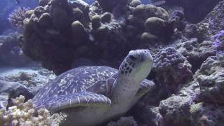 Naigani Island Resort Fiji  Dive Video HD [upl. by Shela]