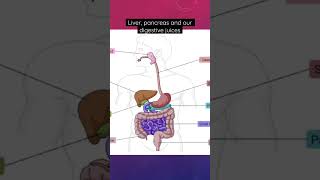 Liver pancreas and our digestive juices digestion GIT gastrointestinal digestivesystem bile [upl. by Aileek]