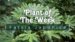 PLANT OF THE WEEK  FATSIA JAPONICA [upl. by Nnuahs575]