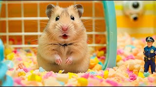 Epic Battle Hamster Escapes Spider Maze Full of Explosives 🐹 Hamster Maze [upl. by Adrianne]