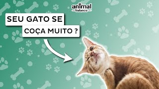 SEU GATO SE COÇA MUITO   Animal Balance [upl. by Enilra459]