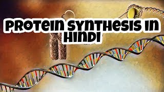 Protein synthesis in eukaryotes hindi  Translation part2  Eduluminescence [upl. by Annawek]