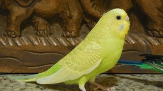 Rare recordings of happy pet budgies singing 40 Min Unique recordings of budgies’ songs [upl. by Nueormahc]