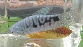 Breeding Gouramis PreSpawning Behaviour Part 1 [upl. by Aliahs782]