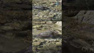 Unbelievable Platypus Facts EggLaying Mammal with Electroreception [upl. by Deina]