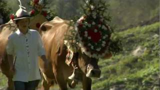 Almabtrieb Zillertal Tirol  Österreich 🐮 [upl. by Connie]