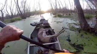 Louisiana WMA 8 Point Whitetail Deer [upl. by Ignatius188]