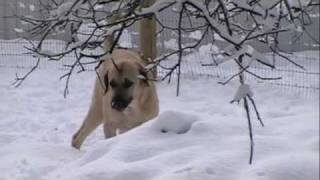 Anatolian Shepherd Dogs in California [upl. by Rabah]