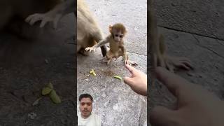 Dont let your baby play with monkeys with me monkey animals littlefinger brachycephaly fingerf [upl. by Ttessil]