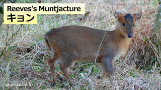 キョン（羌） Reevess Muntjac 特定外来生物 （千葉県木更津市にて） [upl. by Jonell]