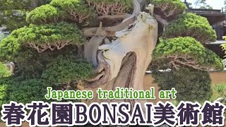 春花園BONSAI美術館【盆栽作り・庭園見学・茶道体験】Japanese BONSAI Tree [upl. by Ainnat]