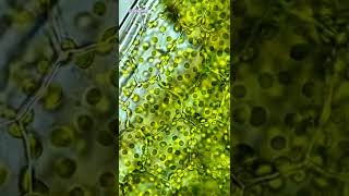 Chloroplasts Under Microscope 600x [upl. by Nnayrb]