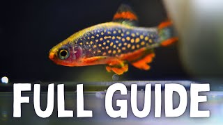 Species Spotlight Celestial Pearl Danio Care  Breeding Guide [upl. by Oberheim8]