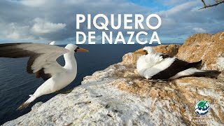 Piquero de nazca  Galápagos [upl. by Nivrae418]