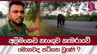 Elephant අලිමංකඩ හැංගුව කැමරාවේ රහස් [upl. by Newby392]