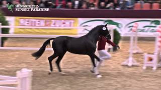 Hengst SUNSET PARADISE v Surprice x Wolkenstein II 2012 [upl. by Ahsiruam]