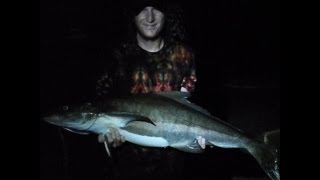 MONSTER COBIA FISHING FROM KAYAK [upl. by Eivi842]