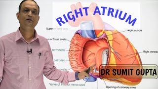 RIGHT ATRIUM OF HEART  INTERNAL FEATURES [upl. by Gilbye526]