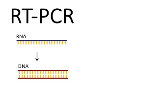 How we test for SARSCoV2  RTPCR Reverse Transcription PCR [upl. by Lambart]