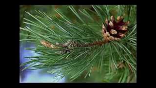 Pine Oil Health Benefits [upl. by Mayworm]