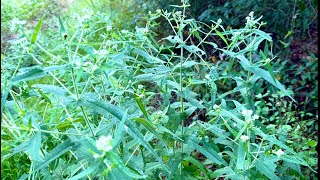 Boneset  Eupatorium perfoliatum [upl. by Aeneus]