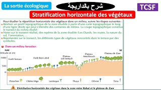 La stratification horizontale des végétaux TCSF شرح بالداريجة [upl. by Mannie933]