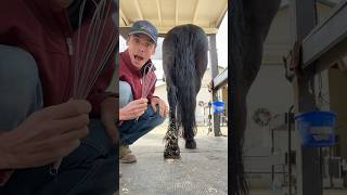 WHISK for grooming horses 🐴 Learning new grooming techniques from snow stuck to dogs [upl. by Allevon]