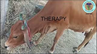 Effective Therapy for Aspiratory Pneumonia in Cows  GNP Sir [upl. by Dhaf171]