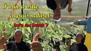 Comment avoir des TOMATES cette été Purin dortie engrais naturel 🍅 [upl. by Nosretep827]