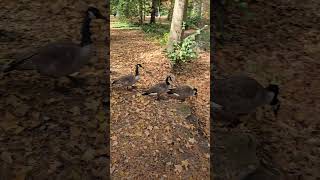 Canada Geese taking a dip [upl. by Anatole191]