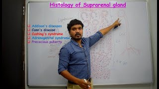 Histology of Suprarenal gland amp Applied aspects  Simplified amp made easy for beginners [upl. by Asilet295]