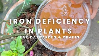 Iron deficiency in plants 🪴  Faridas garden and crafts gardeing gardentips [upl. by Llerrac]