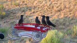 Black Chinned Humming Birds [upl. by Carolynne]