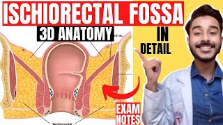 ischiorectal fossa anatomy 3d  anatomy of ischiorectal fossa boundaries  ischioanal fossa anatomy [upl. by Irvin]