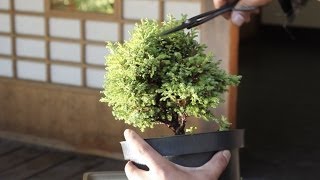 How to make a Bonsai tree from a starter kit [upl. by Pickens237]